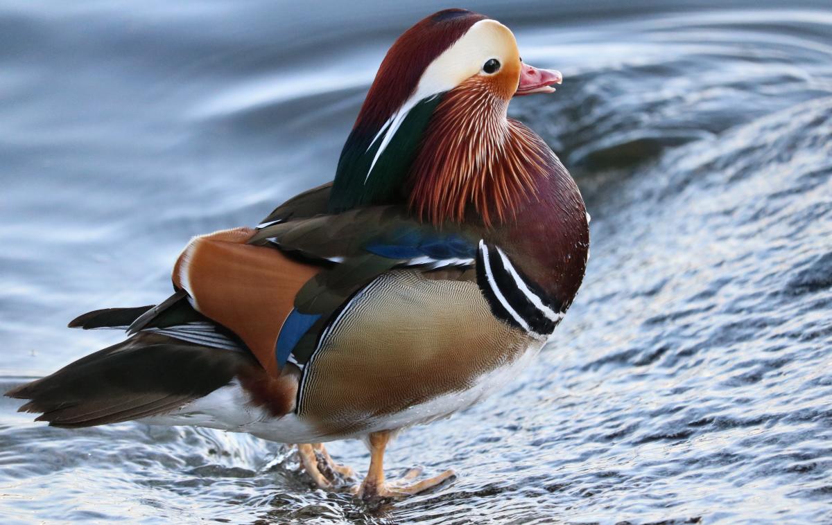 The Mandarin duck in Kirkland, a symbol of joy and community unity.