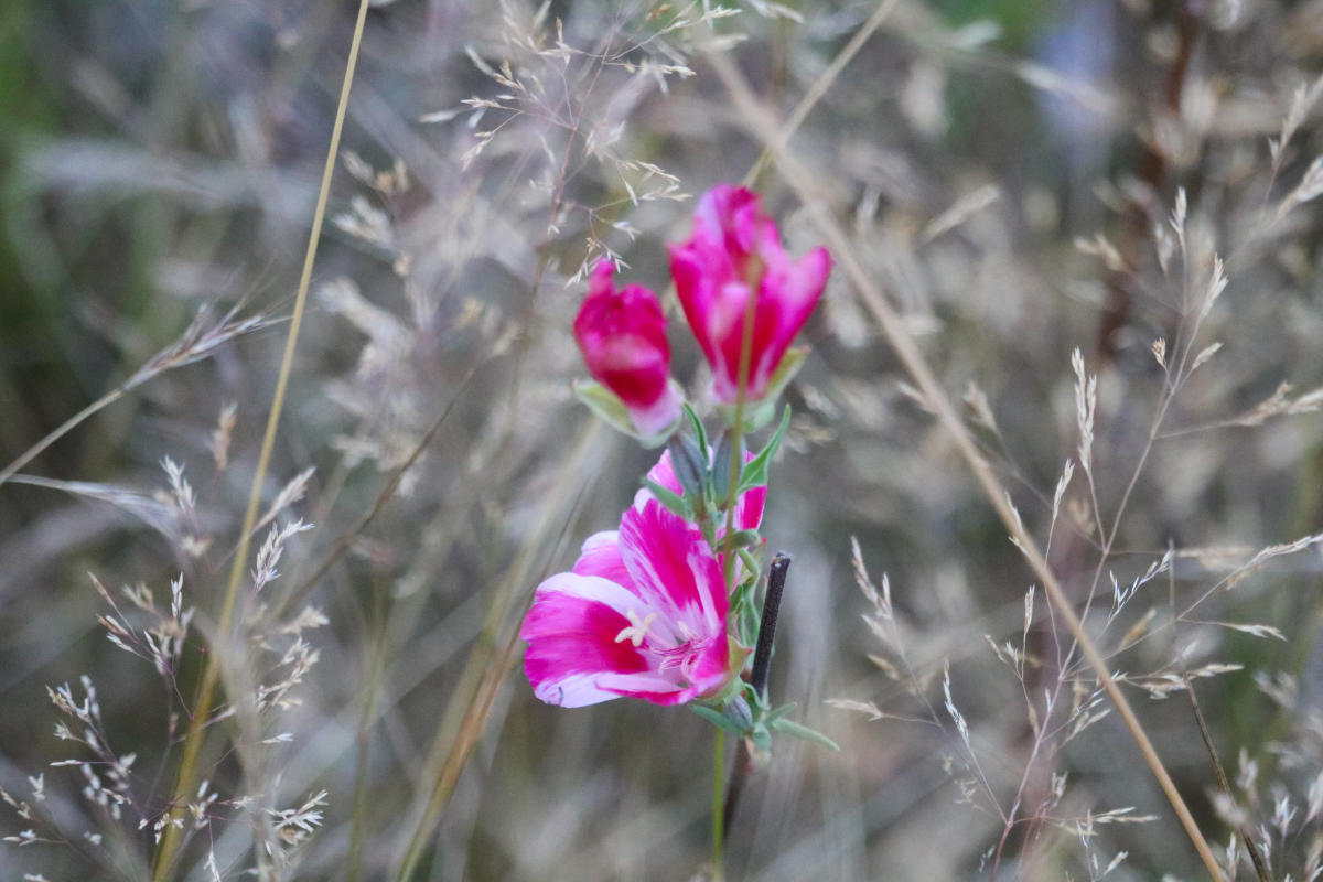 Wildflowers in Juanita Bay Park, a crucial habitat for the bumble bees being studied and protected.