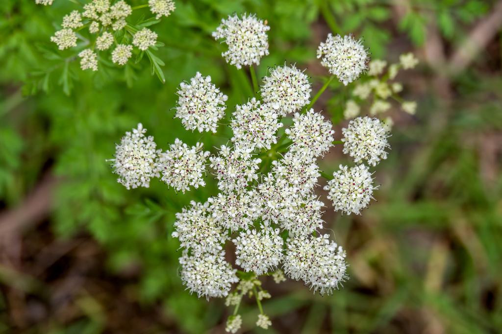 A survivor's tale: A close brush with death due to Poison Hemlock exposure emphasizes its lethal potential.
